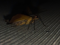 Hypochrosis binexata