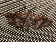 Hypochrosis binexata