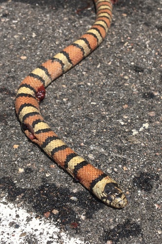 Western Milksnake photographed in Colorado