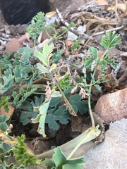 Pelargonium gibbosum