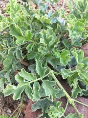 Pelargonium gibbosum