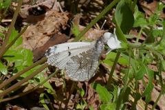 Anthocharis lanceolata