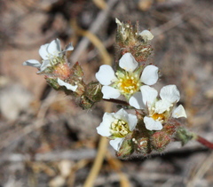 Ivesia sericoleuca