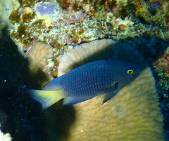 Yelloweye Damselfish photo 5