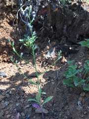 Streptanthus barbiger