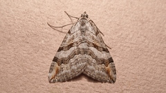 Aplocera efformata