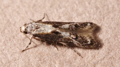 Blastodacna hellerella