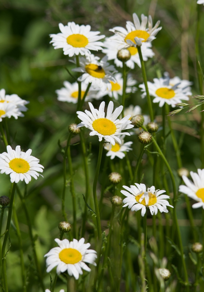 Leucanthemum vulgare