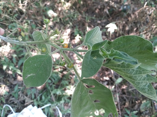 Brachistus stramoniifolius