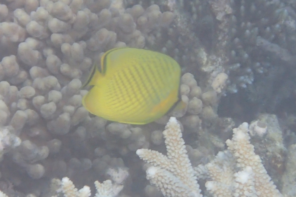 Latticed Butterflyfish