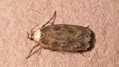Depressaria marcella