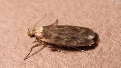 Depressaria marcella