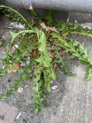 Taraxacum officinale