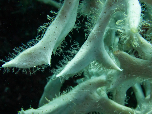 Gelliodes wilsoni observed 2024-05-16