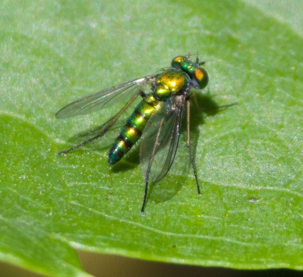 Condylostylus calcaratus