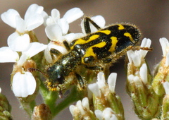 Trichodes ornatus