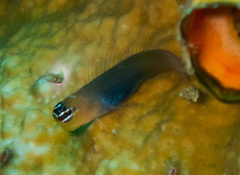 Bluebelly Blenny photo 3