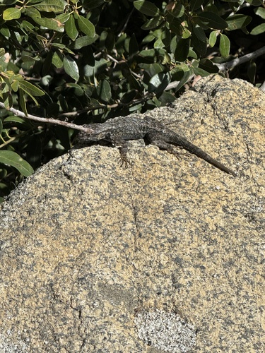 iNaturalist observation photo of Western Fence Lizard