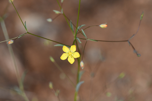 two-carpellate western flax (Hesperolinon bicarpellatum)