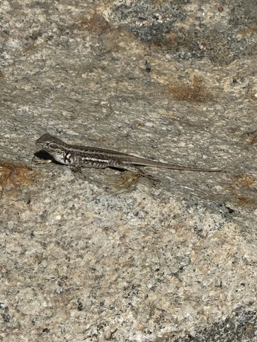 iNaturalist observation photo of Common Sagebrush Lizard