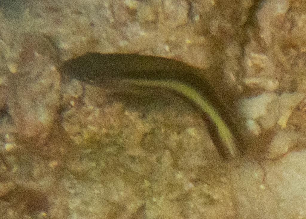 Double-striped dottyback
