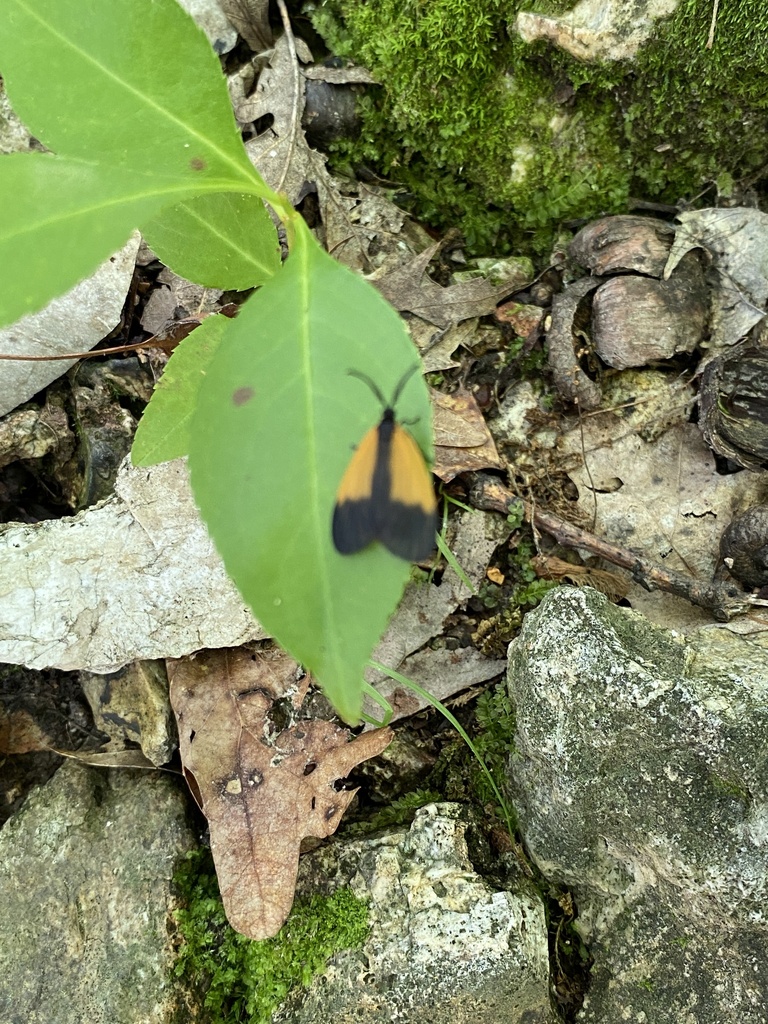Orange-patched Smoky Moth in May 2024 by Jim Oehmke · iNaturalist