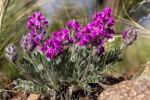 Oxytropis lagopus