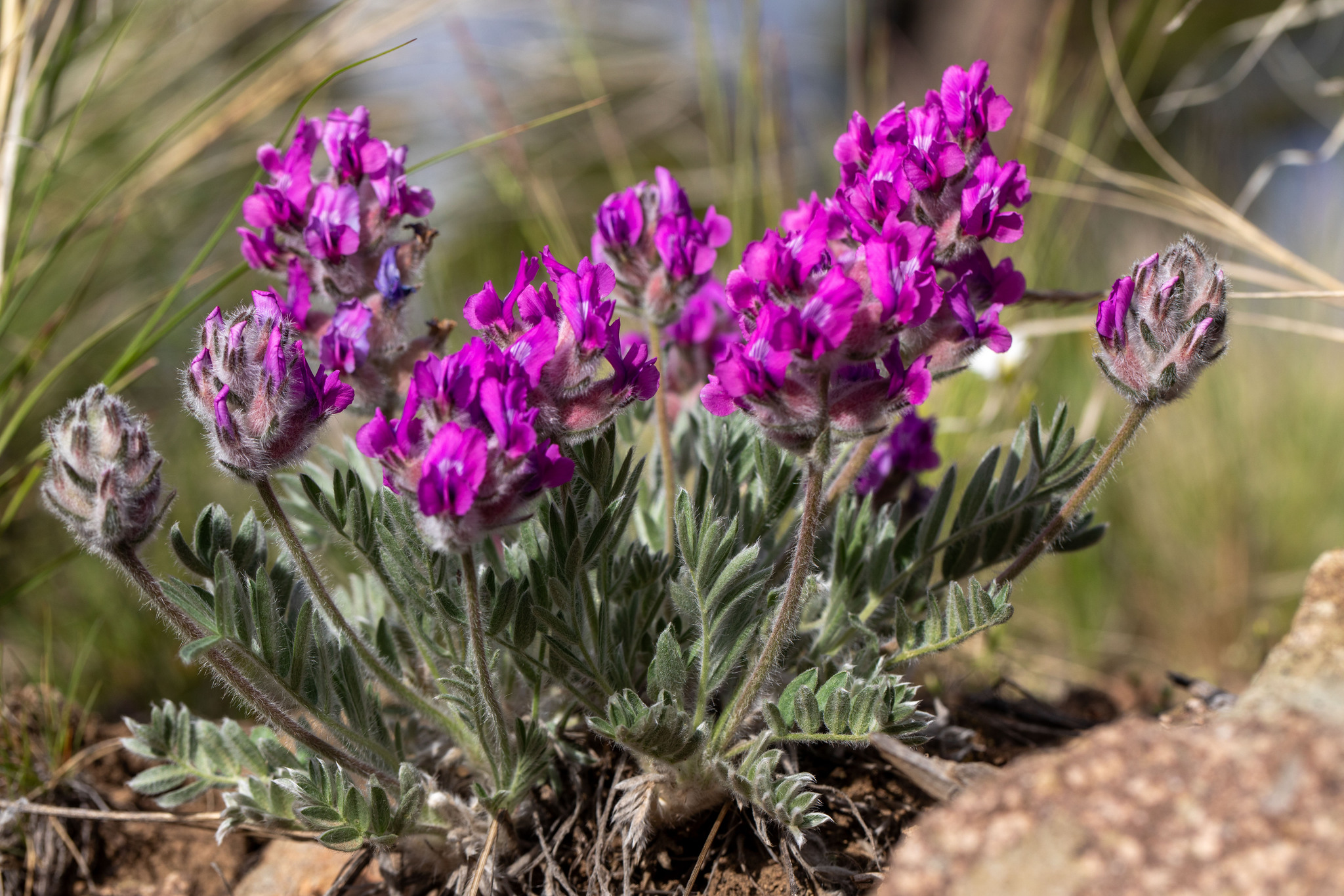 Oxytropis lagopus