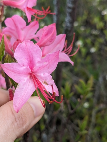 Image of Rhododendron prinophyllum by (c) Alaina Krakowiak, some rights reserved (CC BY)