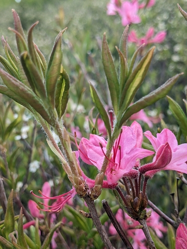 Image of Rhododendron prinophyllum by (c) Alaina Krakowiak, some rights reserved (CC BY)