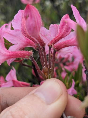 Image of Rhododendron prinophyllum by (c) Alaina Krakowiak, some rights reserved (CC BY)