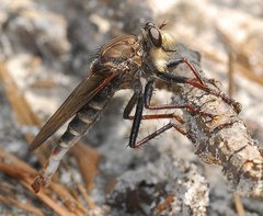 Proctacanthus nigriventris