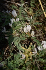 Astragalus testiculatus