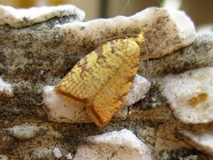 Aleimma loeflingiana