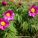 Paeonia hybrida - Photo (c) ninabredihina, algunos derechos reservados (CC BY-NC), uploaded by ninabredihina