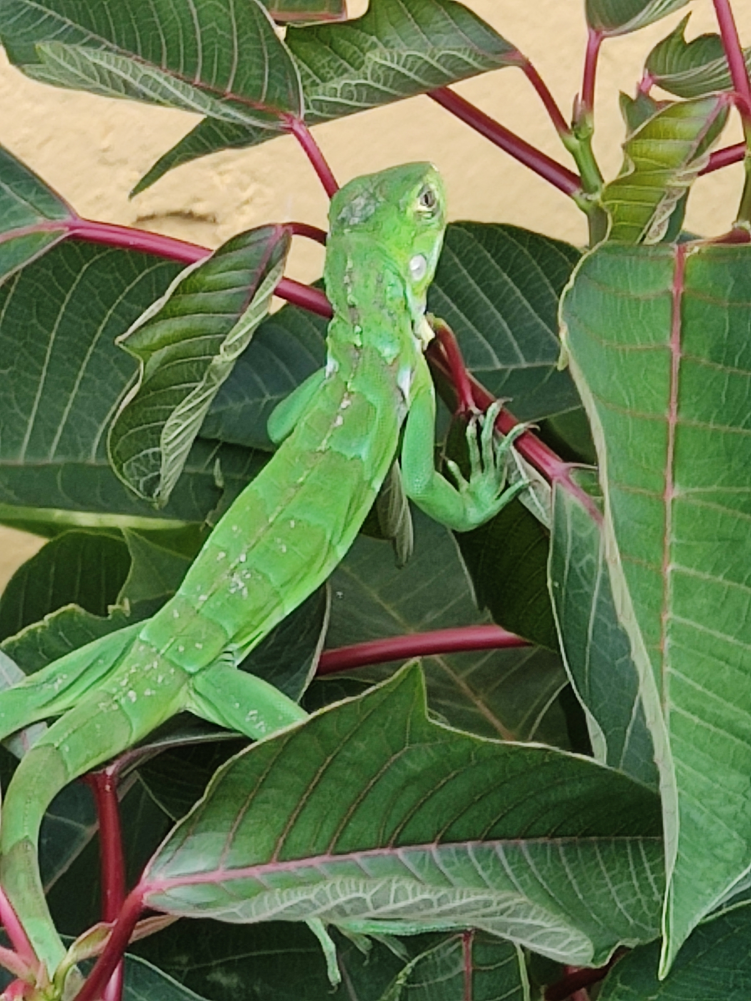 Iguanidae image