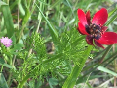 Adonis annua