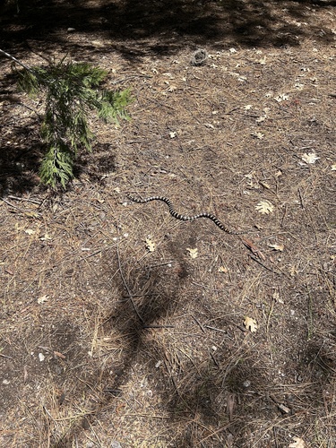 iNaturalist observation photo of California Mountain Kingsnake