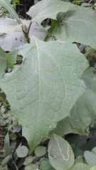 Smallanthus riparius