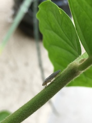 Homalodisca