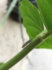 Homalodisca