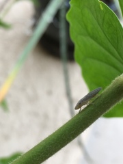 Homalodisca