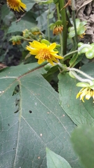 Smallanthus riparius