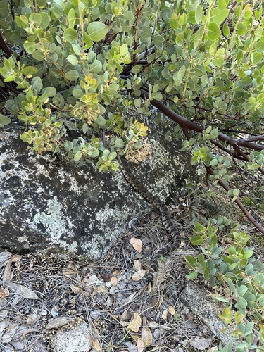 iNaturalist observation photo of Western Rattlesnake