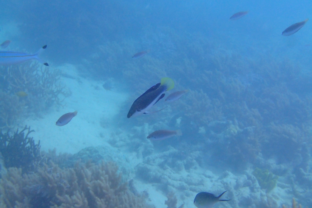Black-finned Wrasse