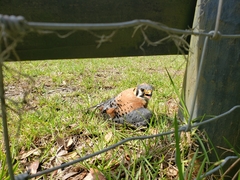 Falco sparverius paulus