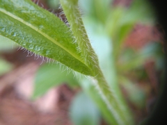 Erigeron pulchellus