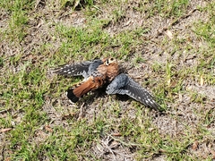 Falco sparverius paulus