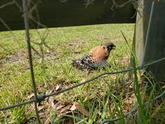 Falco sparverius paulus