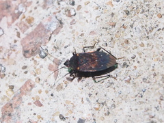 Neolethaeus assamensis
